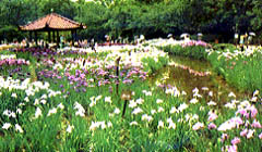 城北公園・菖蒲園
