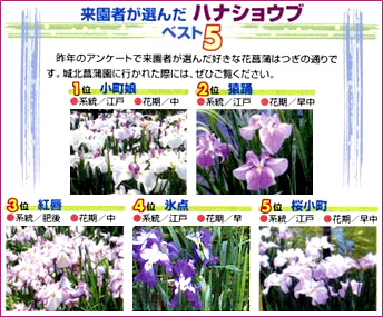 来園者が選んだハナショウブベスト5の画像