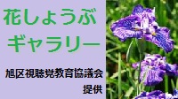 今年の菖蒲園は6月26日(日)で閉園しました。
