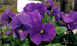 pansy