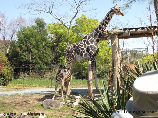 Photo:Tennoji Zoo