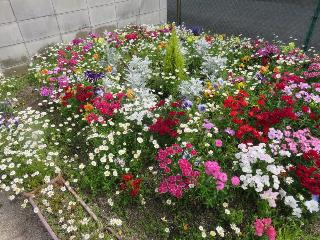 花の様子