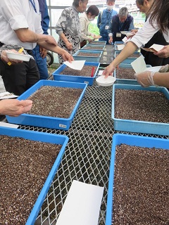 種まきの様子