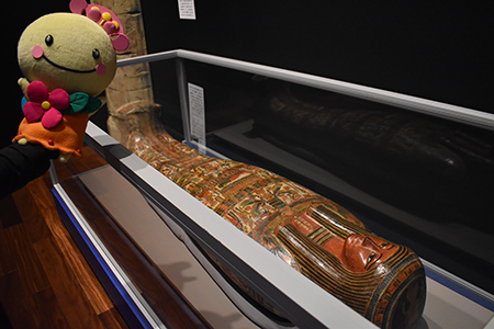 ミイラの展示