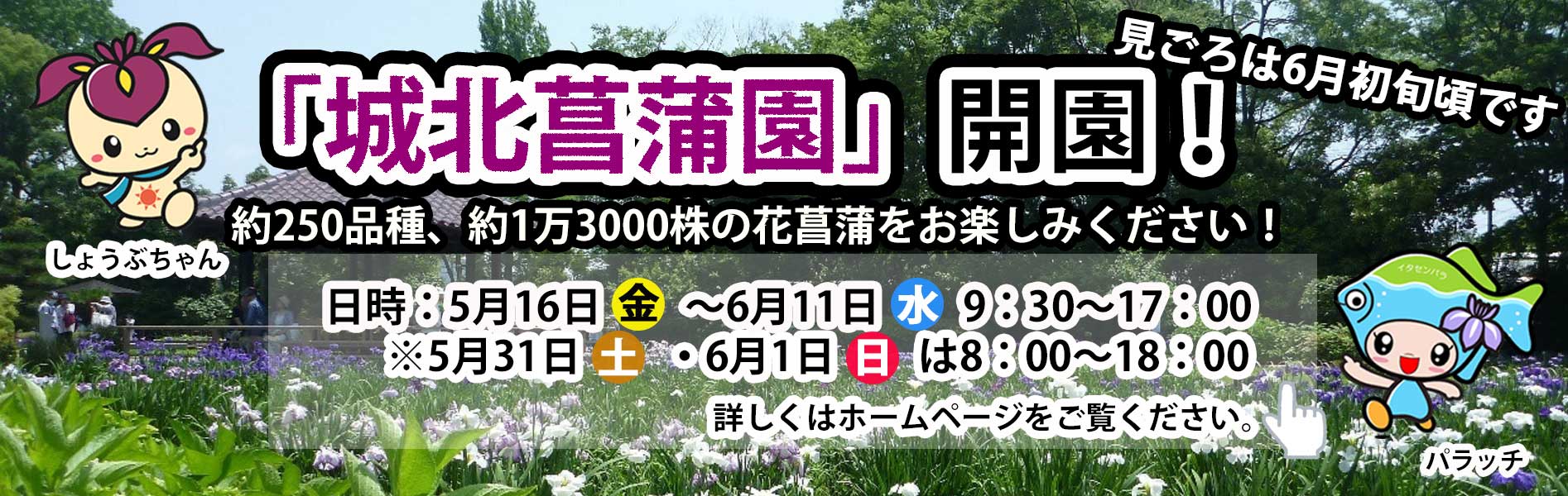 城北菖蒲園を開園します。5月16日から6月11日まで