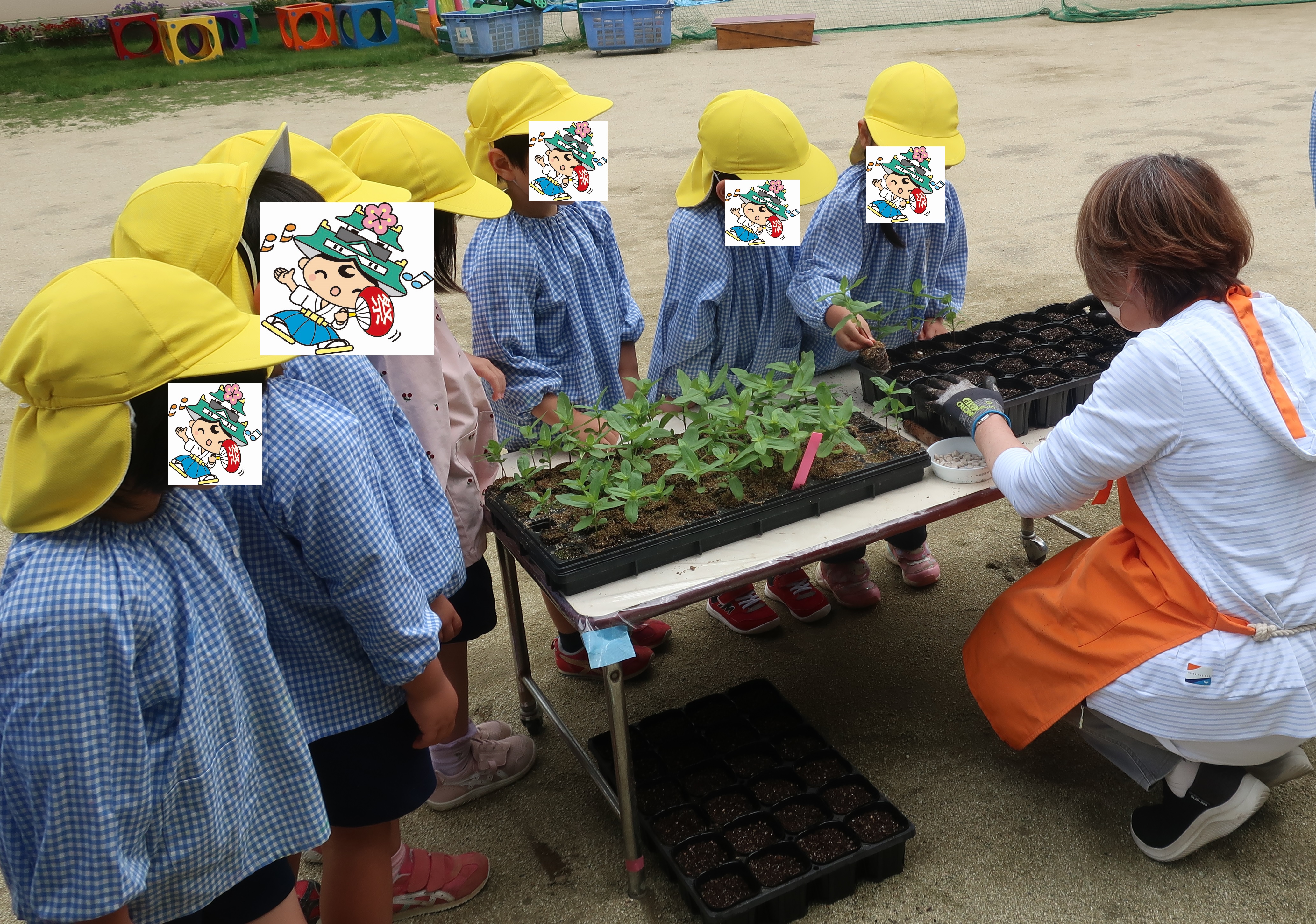 植え替えの様子2