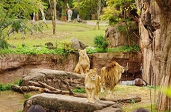 Photo of Tennoji Zoo