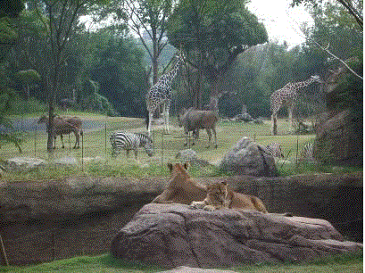 African Savanna Zone