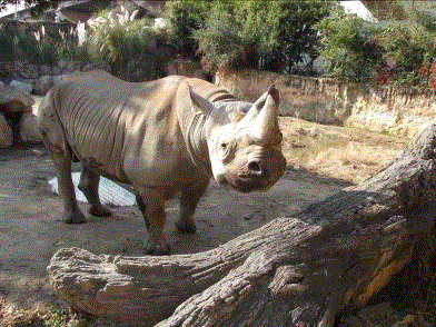 Black rhino exhibit