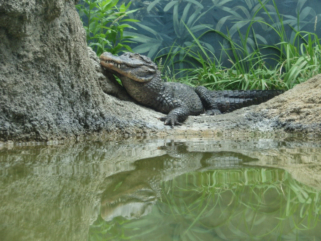 The reptile house “IFAR” (Chinese alligator exhibit)