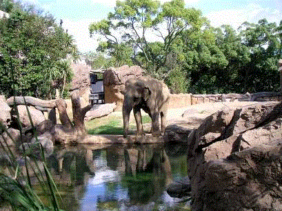 Asian Tropical Rainforest Zone (Elephant exhibit)