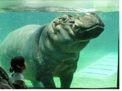 The hippopotamus pool