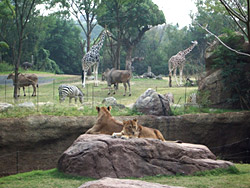 African savanna zone