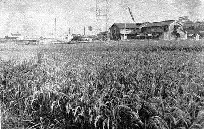 昭和32年頃の深江の水田風景の写真