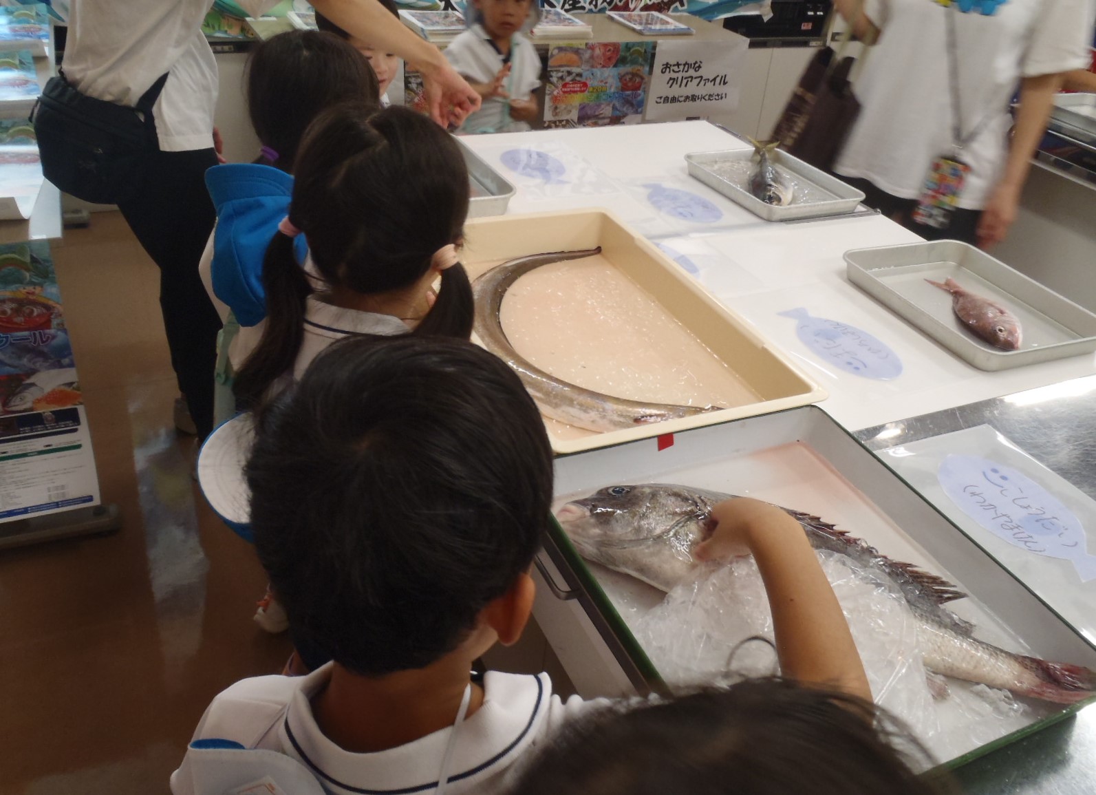 子どもがお魚タッチで生魚を触っている写真