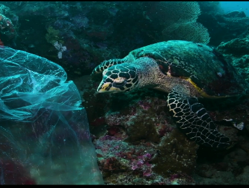 ウミガメとプラスチックごみ