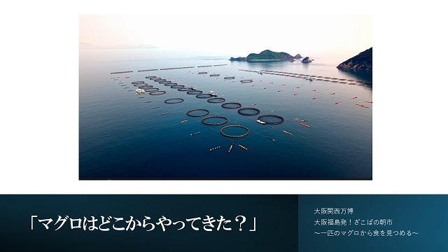 YouTube動画：マグロはどこからやってきた？