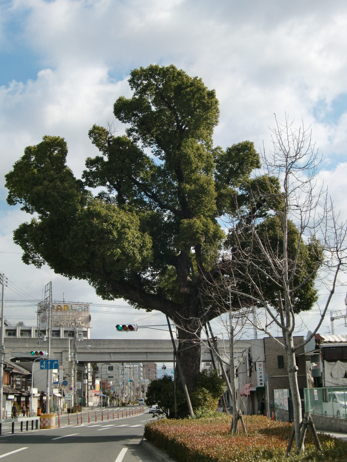 北田辺の大楠