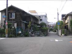 松原住宅の並木
