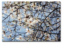 こぶしの花イメージ