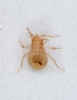 1齢幼虫