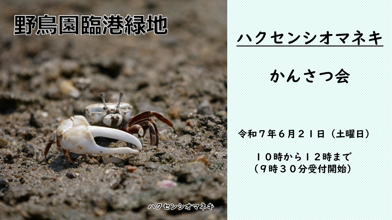 ハクセンシオマネキかんさつ会