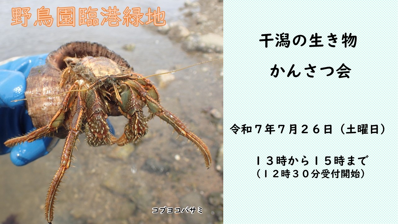干潟の生き物かんさつ会案内