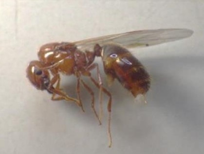 アカカミアリの画像