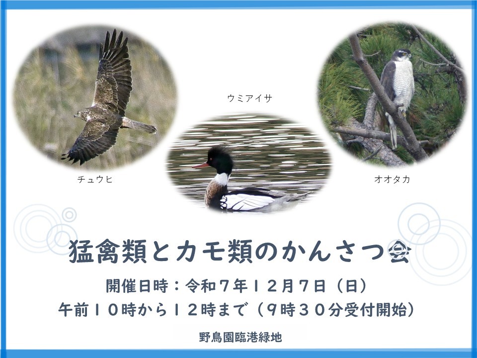 猛禽類とカモ類のかんさつ会