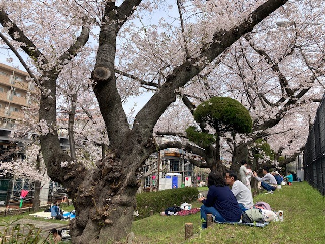 会場内の桜を楽しむ人々の写真