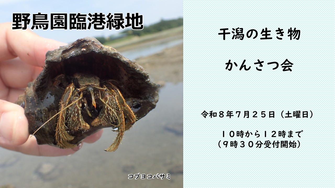 コブヨコバサミ