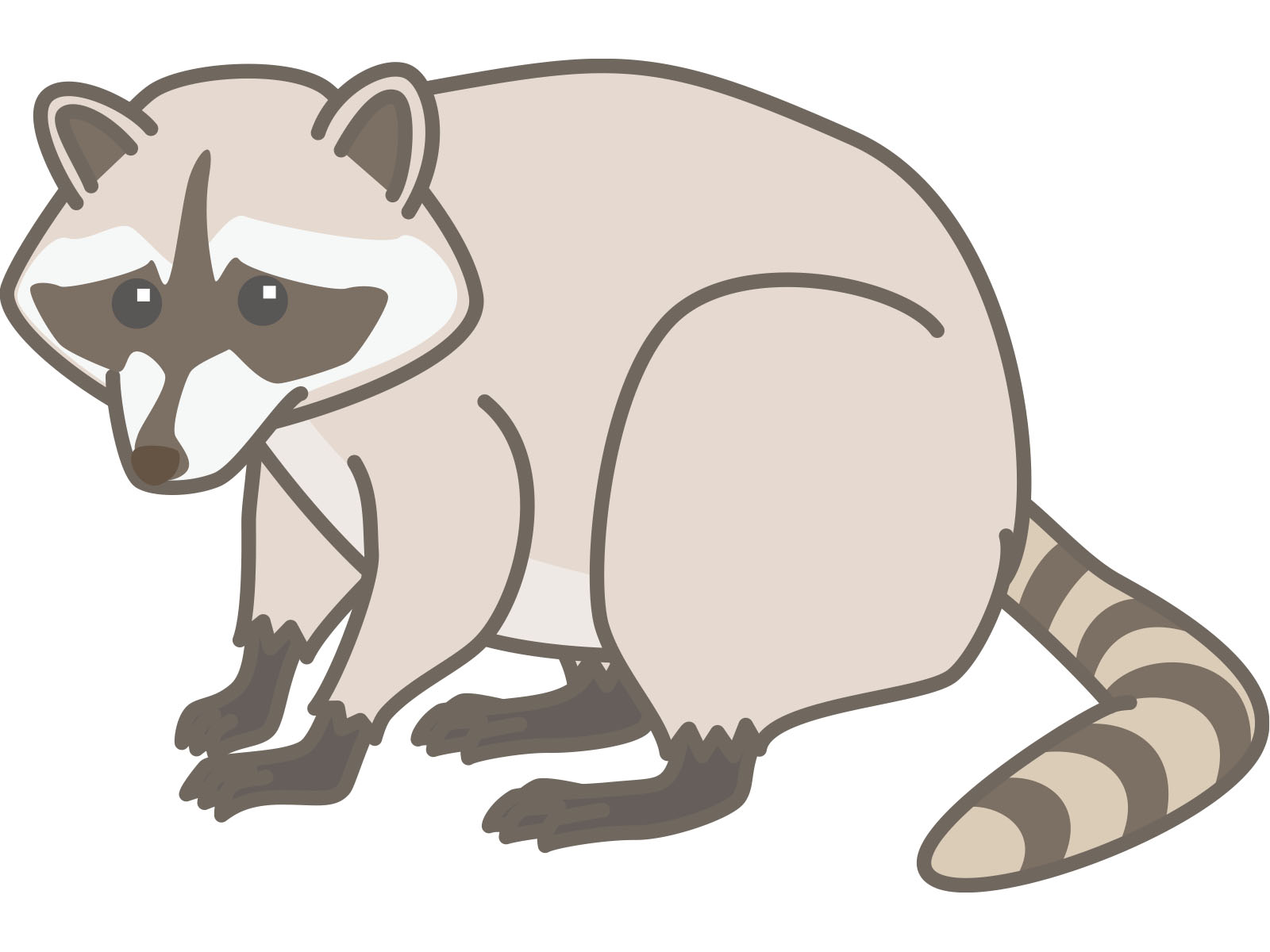 アライグマの画像