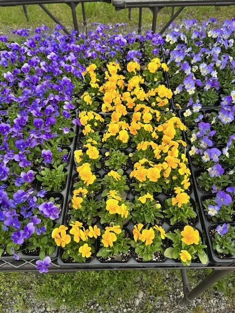 きれいに花が咲きました。