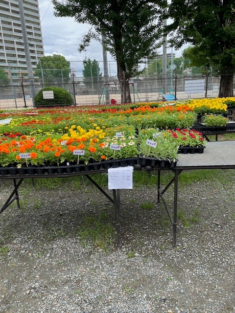 出荷前の花苗