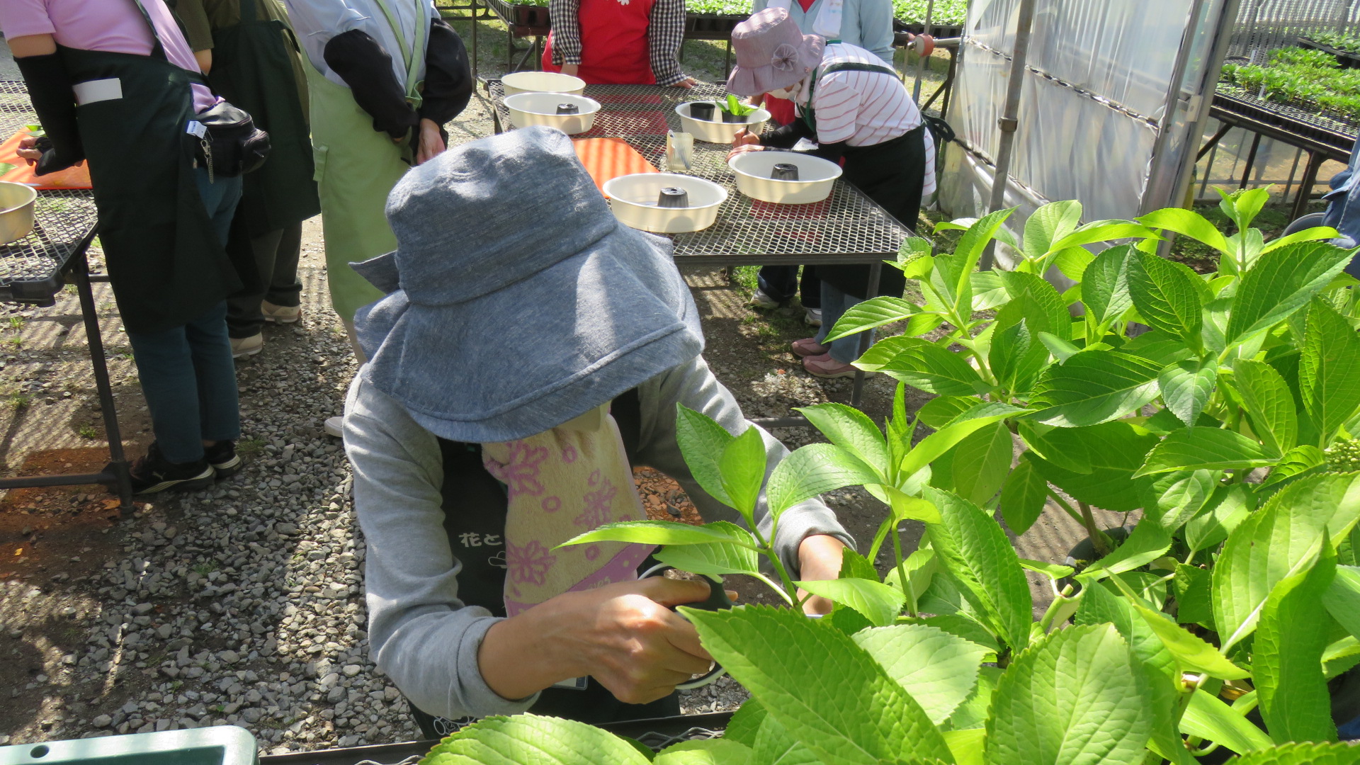 アジサイの挿し木の作製の様子