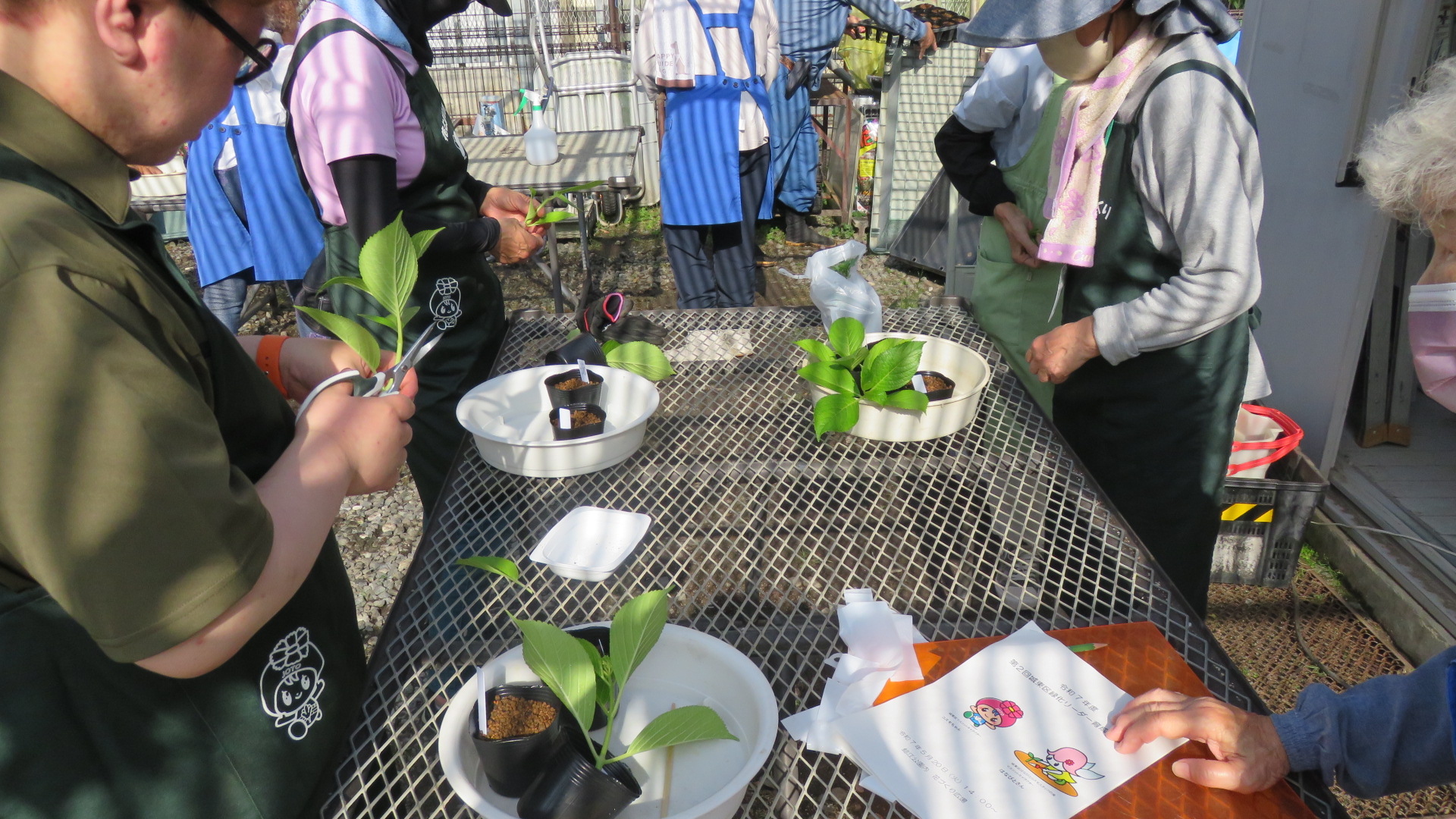 アジサイの挿し木を植える様子