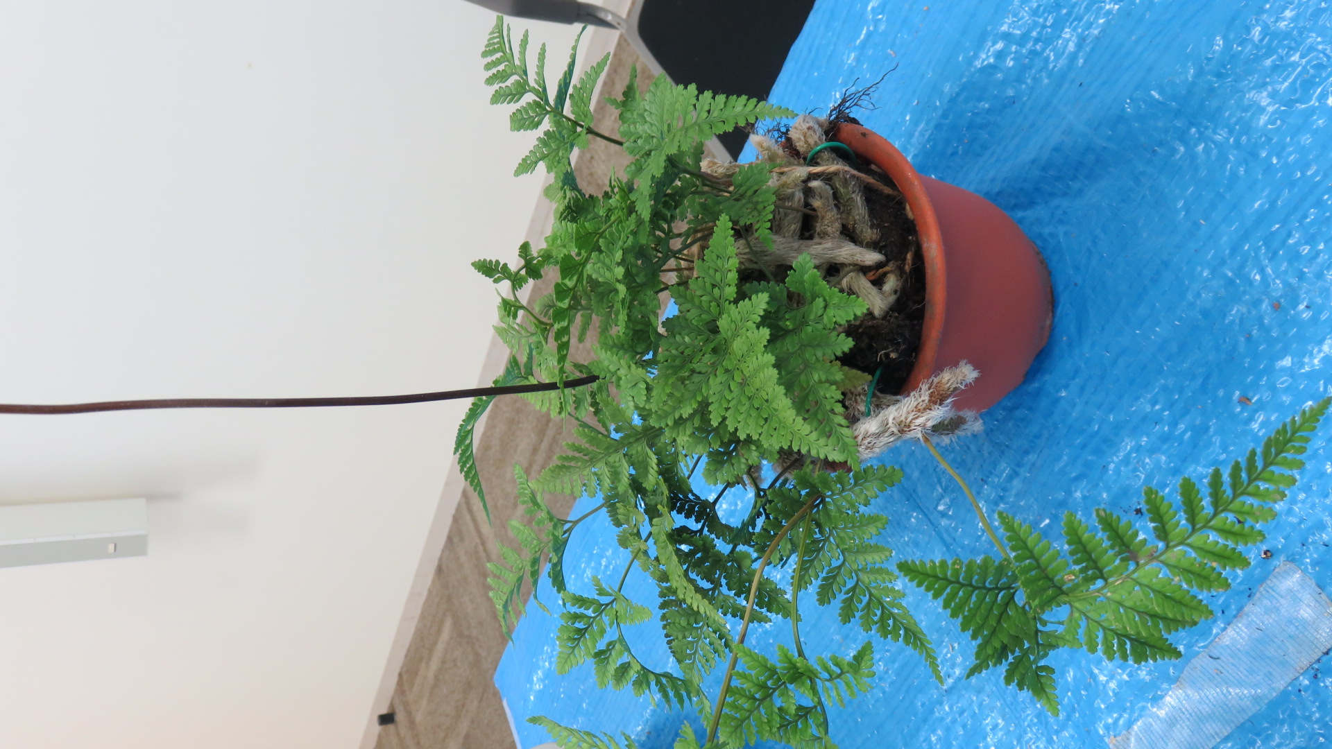 完成したツリシノブ