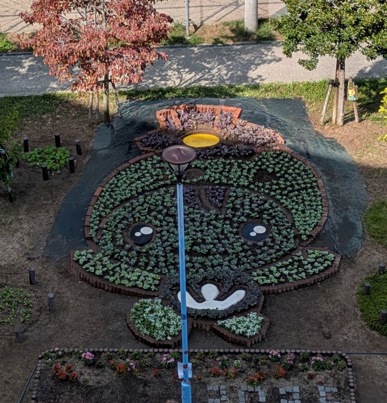 コスモちゃん花壇の様子