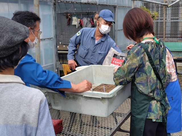 水やり（底面給水）