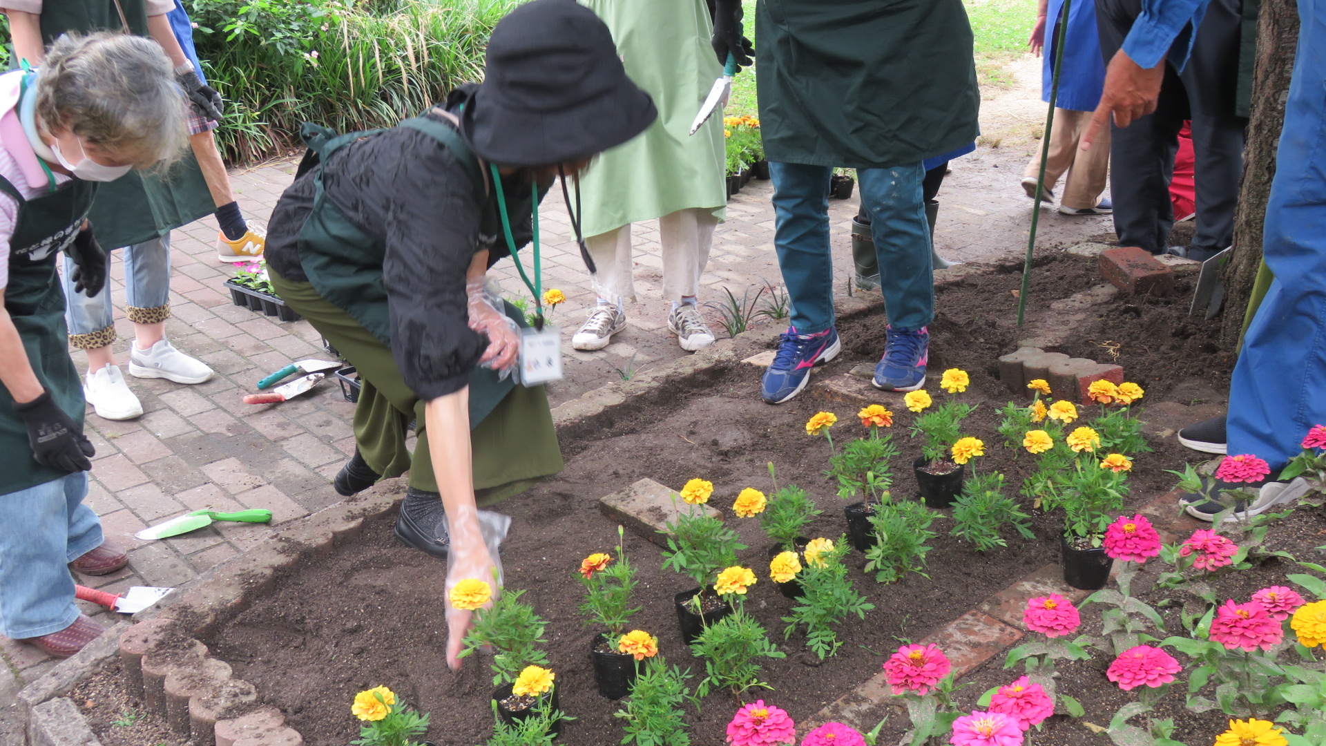 花壇植栽のレイアウト調整する様子