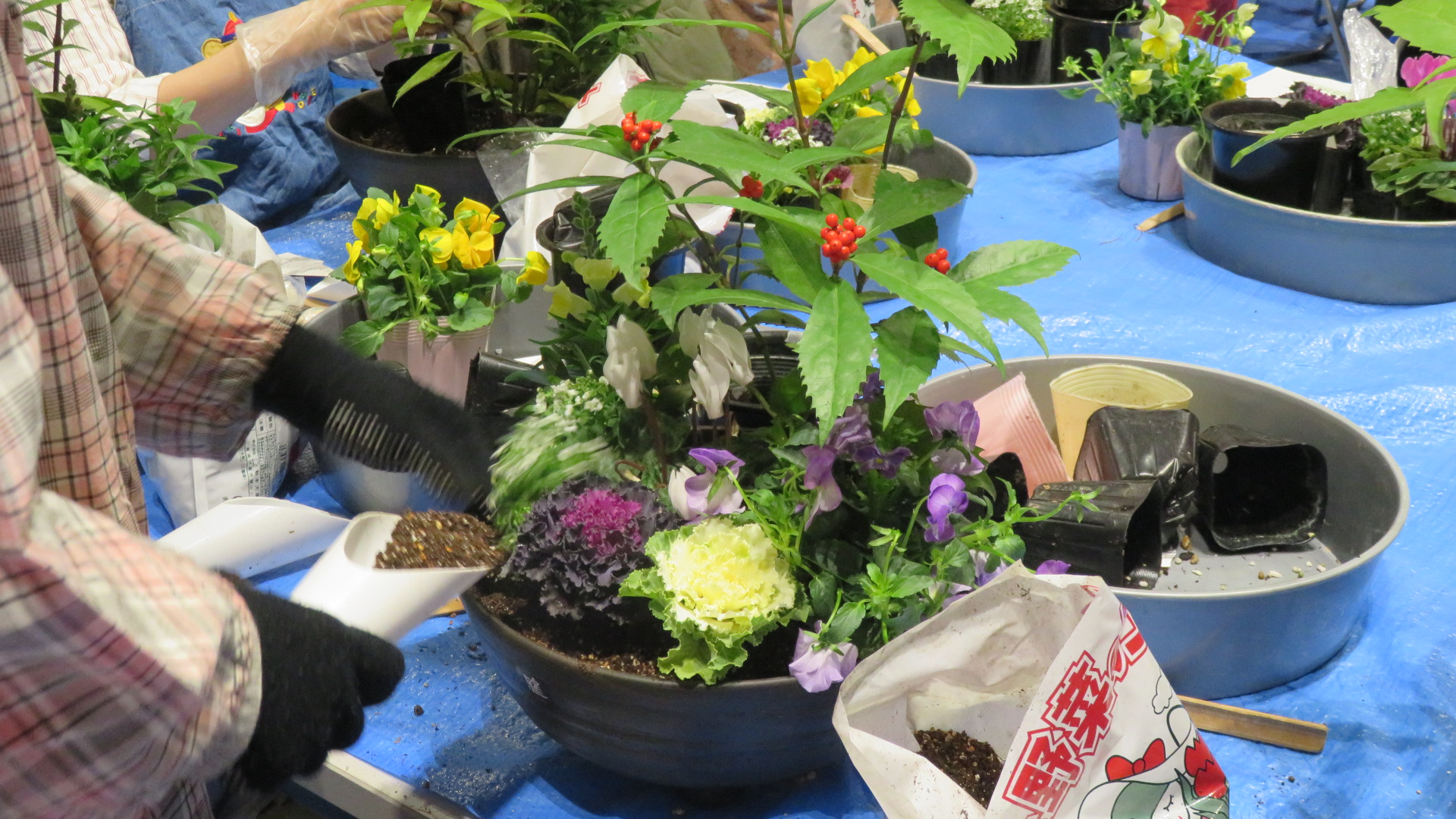 植え付けの様子