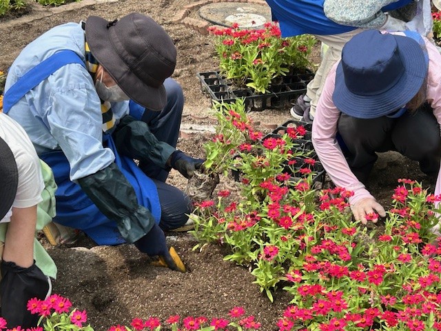 コスモちゃん花壇のへ植栽する様子