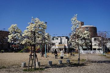 中浜公園　モクレン