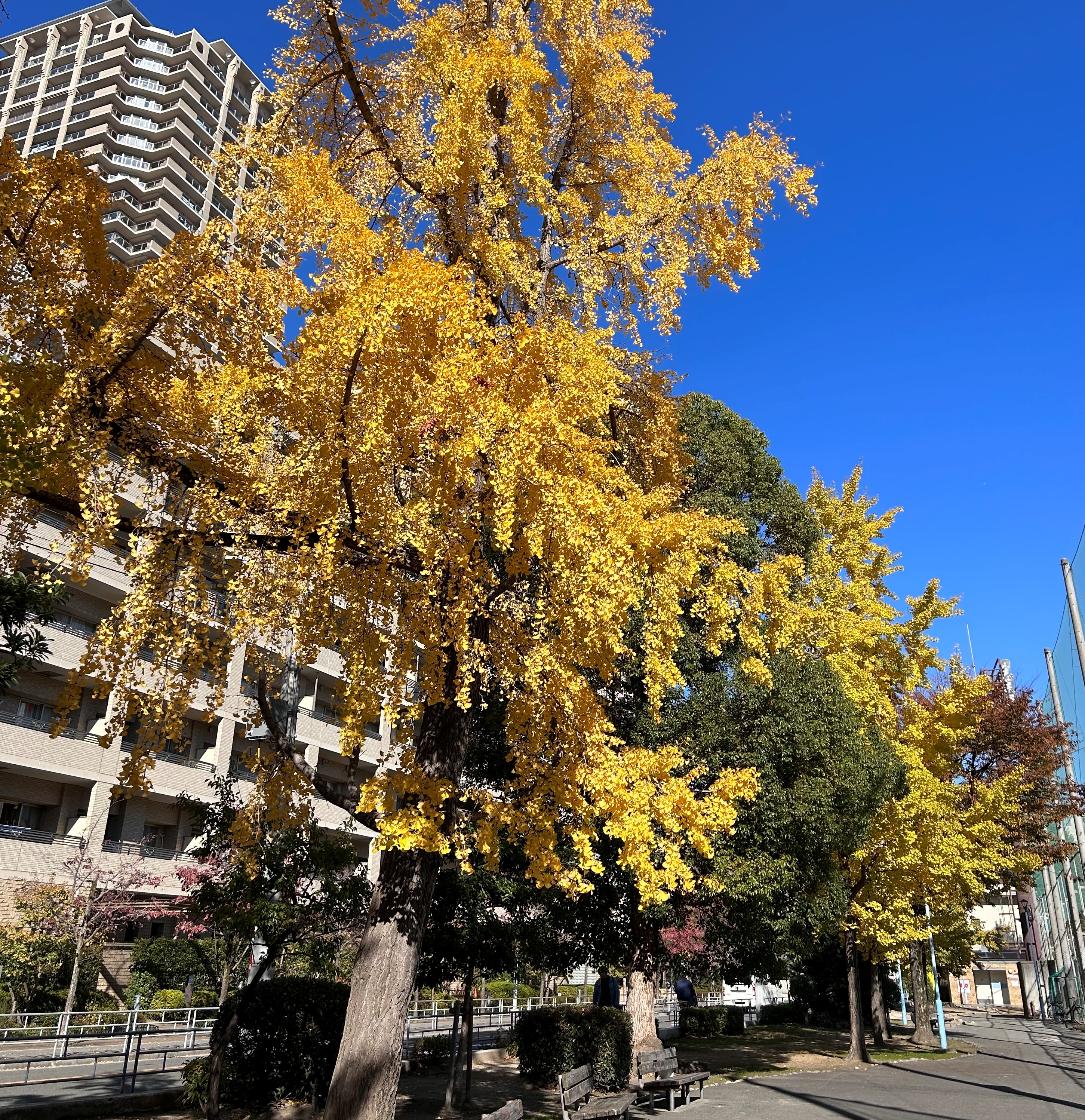 蒲生公園