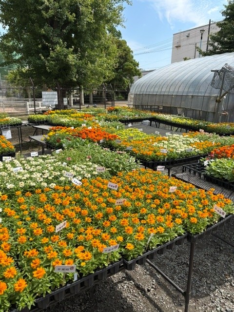 出荷前の花苗