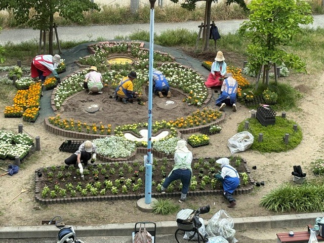 コスモちゃん花壇のへ植栽する様子