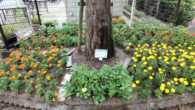 花壇の完成