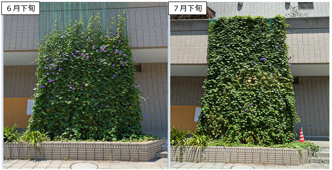 西淀工場の緑のカーテンの様子