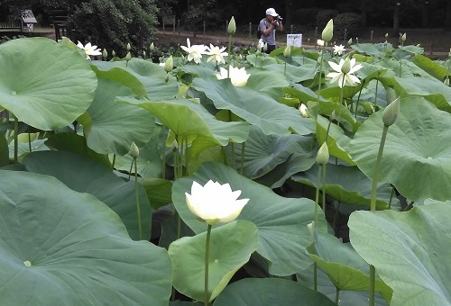 7月頃の蓮池の写真です