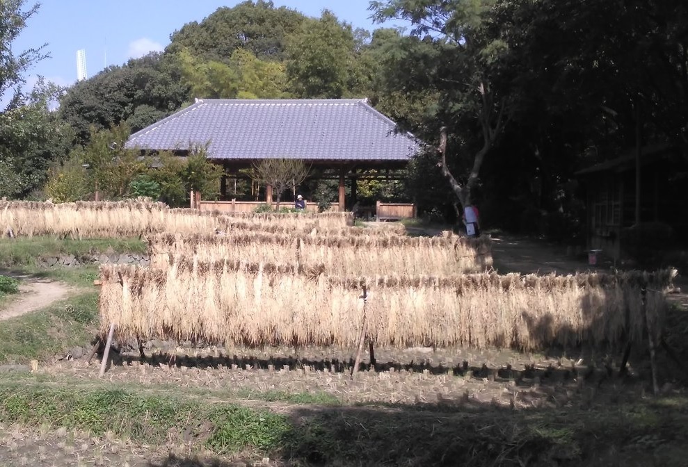 10月頃の田んぼの写真です